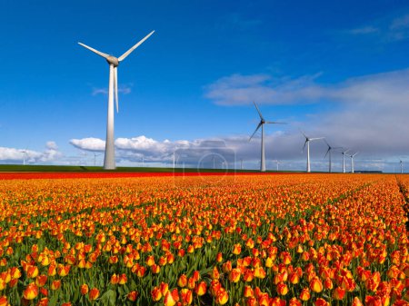 windmill park with spring flowers and a blue sky, aerial view with wind turbine and tulip flower field Flevoland Netherlands, Green energy, energy transition, zero emissions