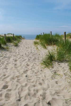 Meandering path through lush green grass, leading to the golden sands of Texel beach under a clear blue sky.