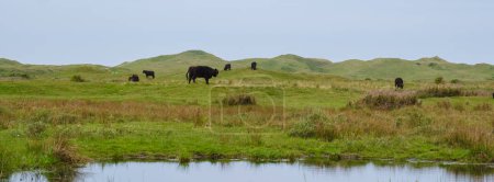 Foto de Un grupo de vacas pastando pacíficamente en la exuberante hierba verde cerca de un estanque sereno en la pintoresca isla de Texel, Países Bajos. Parque nacional Duinen van Texel - Imagen libre de derechos