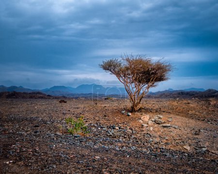 Foto de Árbol del desierto, Día nublado, Emiratos Árabes Unidos - Imagen libre de derechos