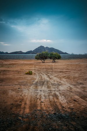 Foto de Árboles del desierto un día nublado, Emiratos Árabes Unidos - Imagen libre de derechos