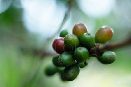 Coffee seed on tree in the nature
