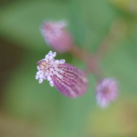 Foto de Sanguisorba tenuifolia ,violet flower over green background - Imagen libre de derechos