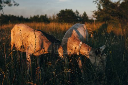 Téléchargez les photos : Chèvres debout sur le champ pendant le coucher du soleil. - en image libre de droit