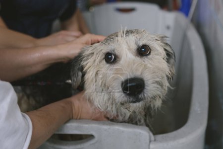 Photo for Top view of unrecognizable female washing calm dog with soap using washcloth in special metal bath while grooming pet in contemporary vet salon. - Royalty Free Image