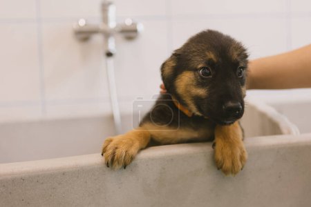 Foto de Mascotas peluquero lavado perro en salón de aseo. Servicio profesional de cuidado de animales en clínica veterinaria. Veterinario lava perrito perrito. - Imagen libre de derechos