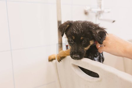 Téléchargez les photos : Pet groomer chien de lavage dans le toilettage salon.Professional service de soins aux animaux dans la clinique vétérinaire. Vétérinaire lave chiot chien. - en image libre de droit