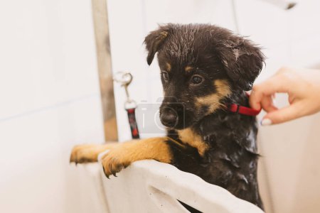 Photo for Pet groomer washing dog in grooming salon.Professional animal care service in vet clinic. Veterinarian washes puppy doggy. - Royalty Free Image