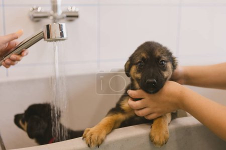 Téléchargez les photos : Deux chiens chiot mignon et beau bain humide dans la baignoire et le lavage. Pet groomer laver deux chiots chien dans le salon de toilettage. Service professionnel de soins des animaux en clinique vétérinaire. Vétérinaire lave chiot - en image libre de droit