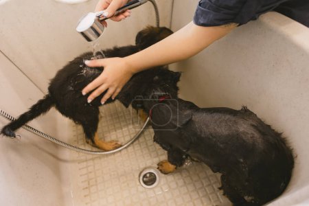 Photo for Two wet cute and beautiful puppy dogs bath in the bathtub and washing. Pet groomer washing two puppy dog in grooming salon. Professional animal care service in vet clinic. Veterinarian washes puppy - Royalty Free Image