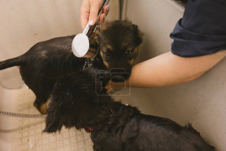 Photo for Two wet cute and beautiful puppy dogs bath in the bathtub and washing. Pet groomer washing two puppy dog in grooming salon. Professional animal care service in vet clinic. Veterinarian washes puppy - Royalty Free Image