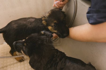 Foto de Dos perros de cachorro lindo y hermoso baño húmedo en la bañera y lavado. Peluquero de mascotas lavando dos cachorros en el salón de aseo. Servicio profesional de cuidado de animales en clínica veterinaria. Veterinario lava cachorro - Imagen libre de derechos