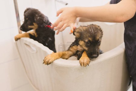 Foto de Dos perros de cachorro lindo y hermoso baño húmedo en la bañera y lavado. Peluquero de mascotas lavando dos cachorros en el salón de aseo. Servicio profesional de cuidado de animales en clínica veterinaria. Veterinario lava cachorro - Imagen libre de derechos