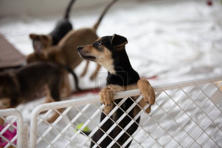 Foto de Cachorro triste en refugio detrás de la cerca esperando a ser rescatado y adoptado a un nuevo hogar. Concepto de refugio para animales - Imagen libre de derechos