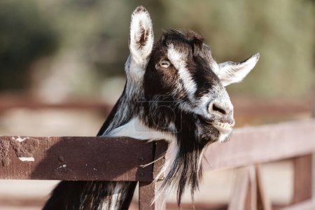Foto de Cabra. Retrato de una cabra en una granja del pueblo. Hermosa cabra posando - Imagen libre de derechos