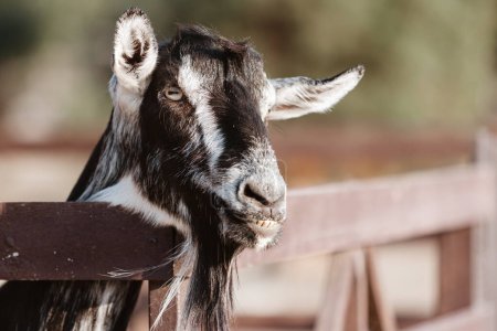 Foto de Cabra. Retrato de una cabra en una granja del pueblo. Hermosa cabra posando - Imagen libre de derechos