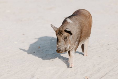 Foto de Hogar Un pequeño cerdo negro huele aire en la granja. La ganadería porcina está aumentando y criando cerdos domésticos. Es una rama de la ganadería. Los cerdos se crían principalmente como alimento - Imagen libre de derechos