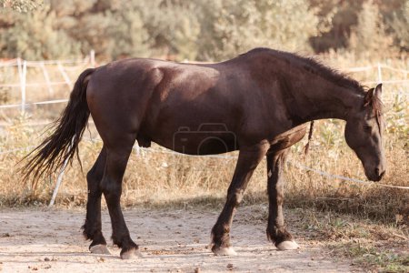 Téléchargez les photos : Cheval sur nature. Portrait d'un cheval
. - en image libre de droit