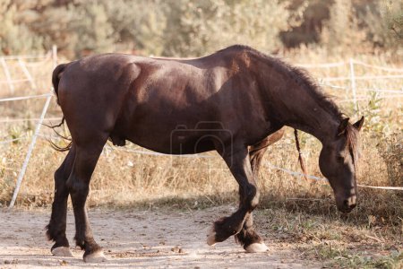 Téléchargez les photos : Cheval sur nature. Portrait d'un cheval
. - en image libre de droit
