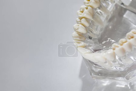 Téléchargez les photos : Modèle d'éducation dentaire. Dof peu profond. - en image libre de droit