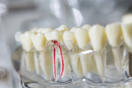 Photo for Teeth education model. Shallow dof. - Royalty Free Image