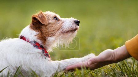 Photo for Cute pet dog looking to her owner trainer and giving paw. Friendship and love of human and animal. Trust, connection and care banner. - Royalty Free Image