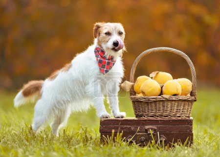Téléchargez les photos : Joyeux chien animal de compagnie léchant la bouche avec Action de grâces automne automne coing pomme fruits. Alimentation saine, biologique et naturelle pour chiens. - en image libre de droit