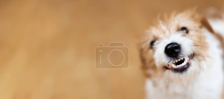 Foto de Divertido perro sano sonriendo, riendo y mostrando dientes. Banner de cuidado dental para mascotas. - Imagen libre de derechos