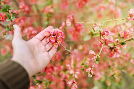 Gardener's hand with red japanese flowering quince. Spring forward, springtime background. 