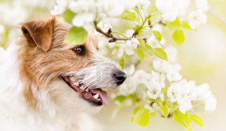 Foto de Happy smiling panting dog smelling, sniffing flowers. Springtime, spring forward, easter banner, background. - Imagen libre de derechos