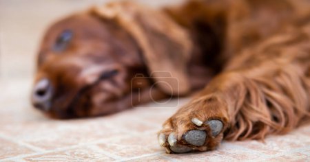 Téléchargez les photos : La patte du vieux chien endormi. Adopter un animal de refuge, animal de compagnie bannière de sauvetage de chien. - en image libre de droit