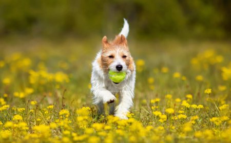 Photo for Playful happy cute dog puppy running, playing with a toy in the yellow flowers. Spring, summer walking, pet love background. - Royalty Free Image