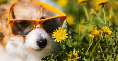 Photo for Funny dog with sunglasses as smelling a flower. Summer banner or background. Dog nose - Royalty Free Image