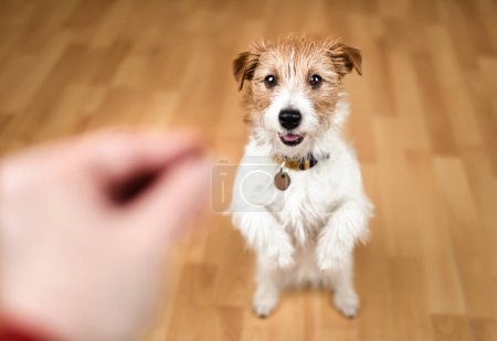 Cute dog begging for snack food. Puppy training background.