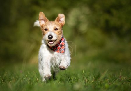 Photo for Active happy jack russell terrier puppy running. Hyperactive pet dog training. - Royalty Free Image