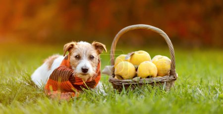 Photo for Cute happy healthy jack russell terrier with a basket of apples in autumn. Fall, thanksgiving banner. Dog scarf. - Royalty Free Image
