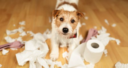 Lustiger, aktiver, ungezogener Hund nach dem Beißen, beim Kauen eines Toilettenpapiers. Haustier-Unfug, Welpenausbildung oder Trennungsangst.