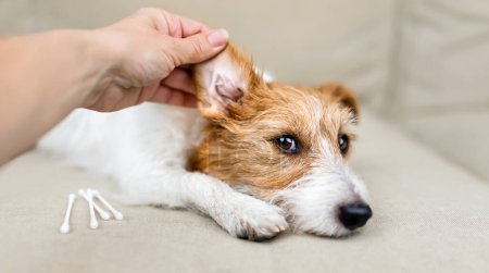 Foto de Mano del propietario revisando y limpiando la oreja de su perro sano. Banner de cuidado de mascotas. - Imagen libre de derechos