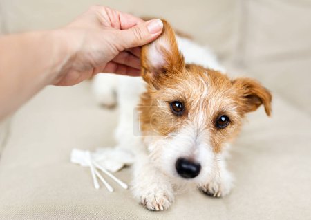 Foto de Mano del propietario revisando y limpiando la oreja de su perro sano. Banner de cuidado de mascotas. - Imagen libre de derechos