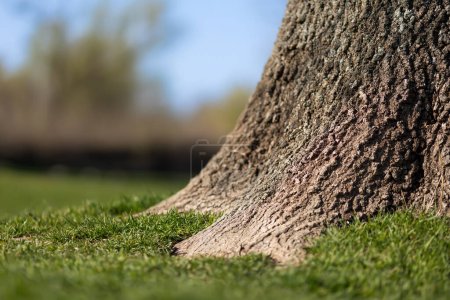 Old tree trunk in the grass with blue sky. Nature growing background with copy space.