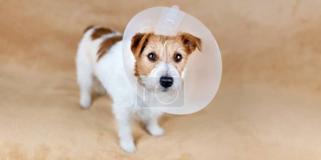 Das Gesicht eines gesunden, süßen, sich erholenden Hundes als Trichterhalsband. Schutz nach Kastrationsoperation.