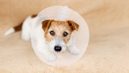 Das Gesicht eines niedlichen gesunden, sich erholenden Hundes als Trichterhalsband. Schutz nach Kastrationsoperation.
