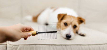 Mano del dueño sosteniendo un peine, su perro esperando a peinar, cepillarse. Cuidado de mascotas y aseo. 