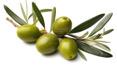 Frischer Olivenzweig mit mehreren grünen Oliven darauf, isoliert auf weißem Hintergrund, Ansicht von oben