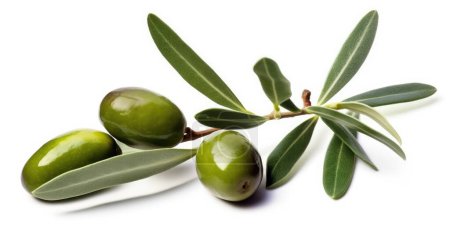 Fresh olive twig with several green olives on it, isolated on white background, top view