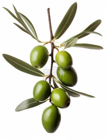 Fresh olive twig with several green olives on it, isolated on white background, top view