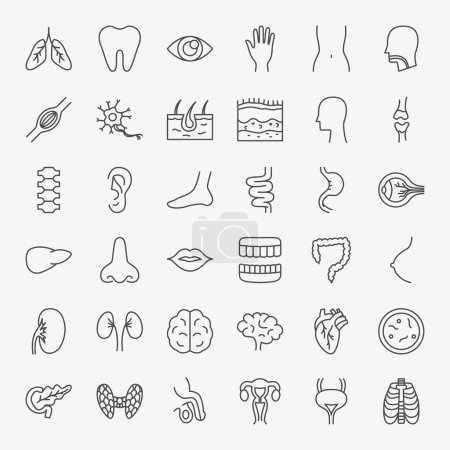 Ilustración de Conjunto de iconos de línea de anatomía. Esquema delgado vectorial Símbolos de órganos del cuerpo humano. - Imagen libre de derechos