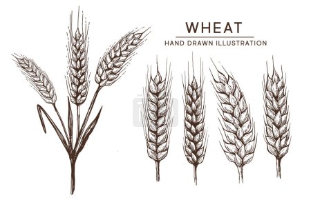 Ilustración de Orejas de pan de trigo ilustración vector dibujado a mano. - Imagen libre de derechos