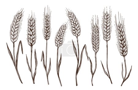 Illustration for Wheat bread ears hand drawn vector illustration. - Royalty Free Image