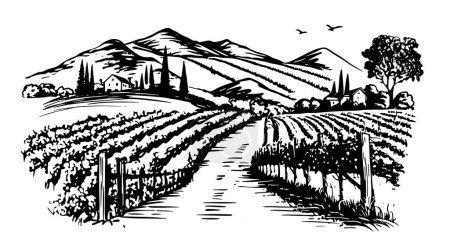 Téléchargez les illustrations : Plantations de vin dessinées à la main, vecteur. - en licence libre de droit